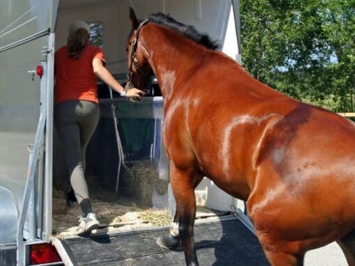 Lady loading a horse into a horse box